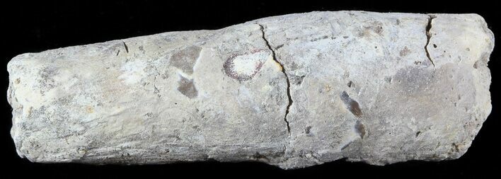 Fish Coprolite (Fossil Poo) - Kansas #49354